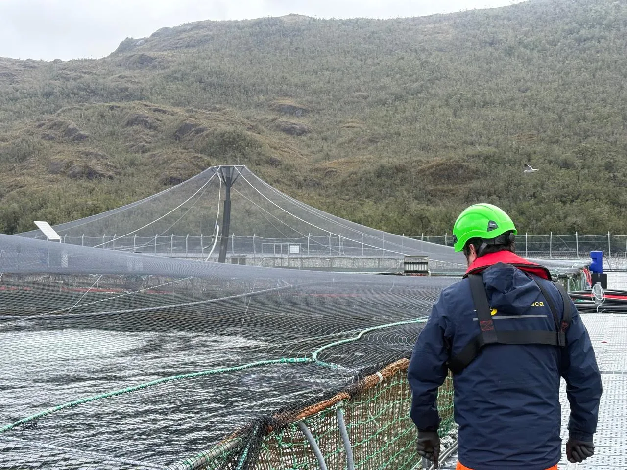 Sernapesca continúa monitoreando acciones en torno a caso de virus ISA en Aysén