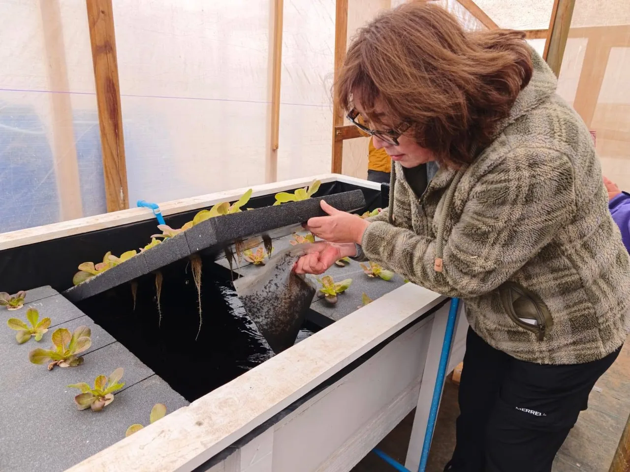 Realizarán capacitación en cultivos de biointegrados de hidroponía con acuicultura en la región de Los Lagos