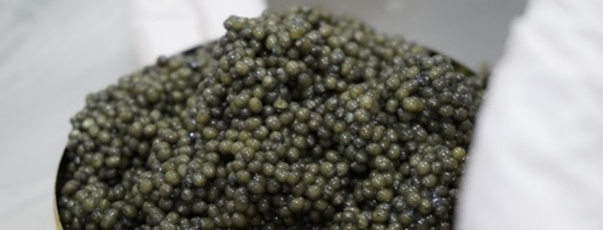 Por primera vez: Chile exporta caviar a la Unión Europea