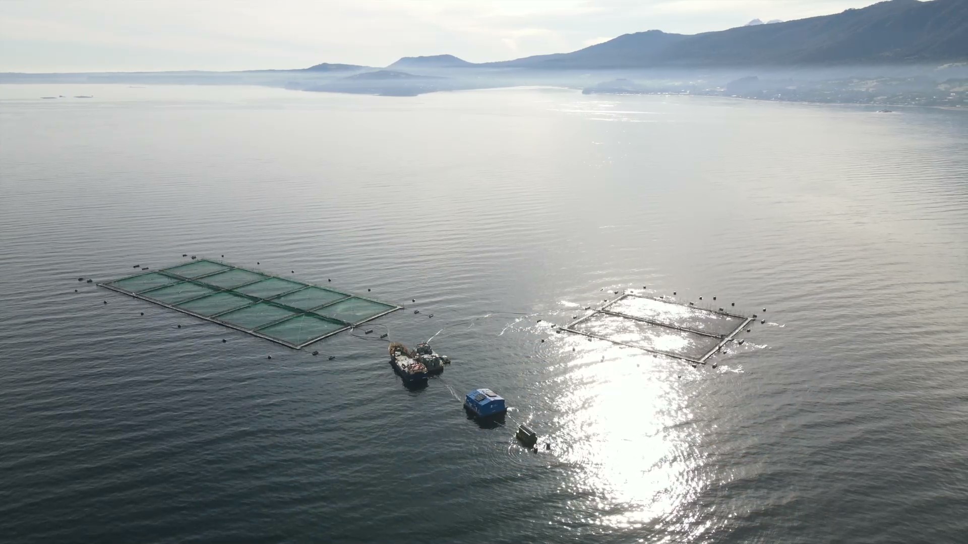 Cosecha de peces aumenta en casi un 56% en Los Lagos