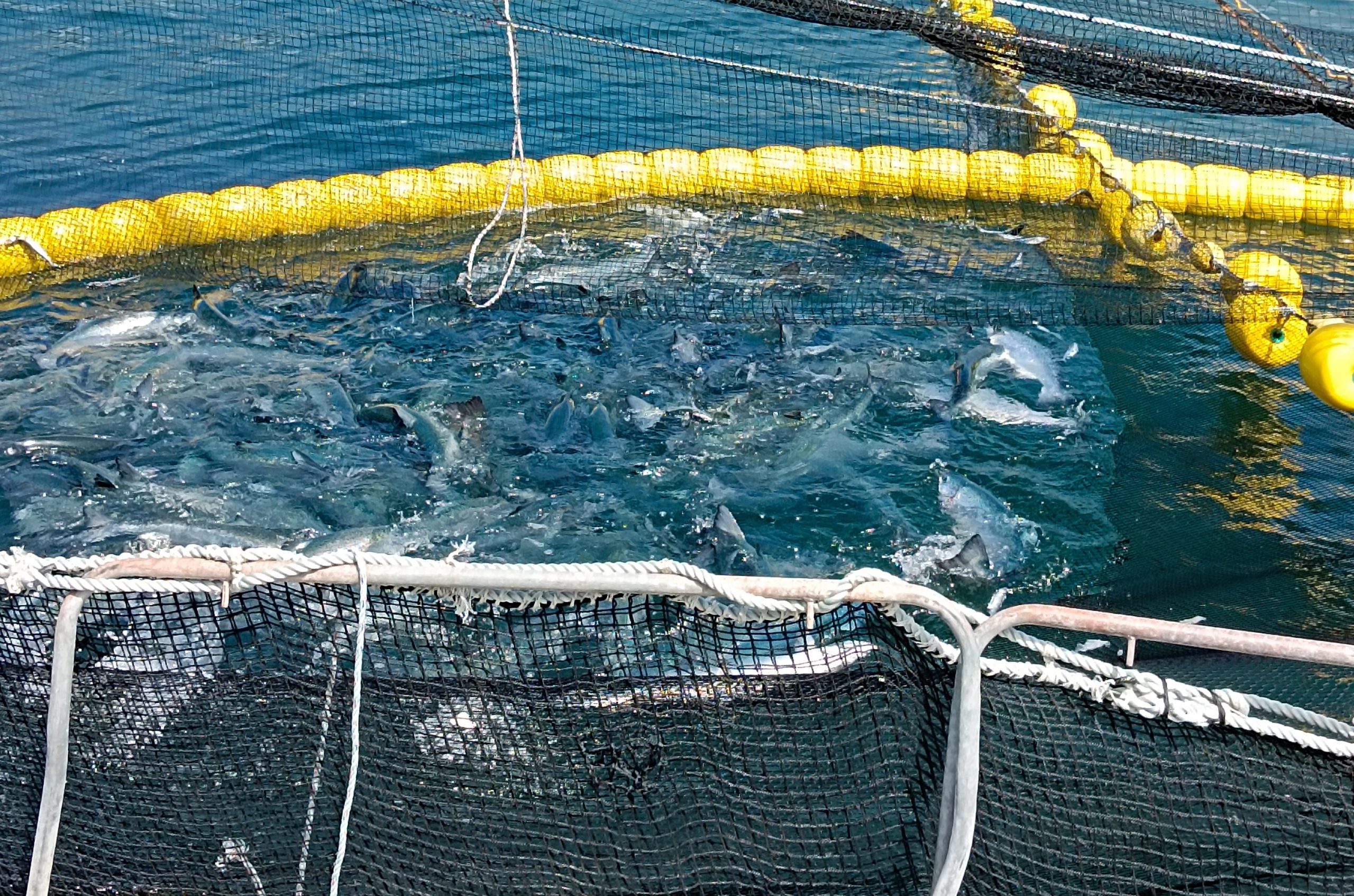Chilenos estudian el arsenal de virulencia de P. salmonis