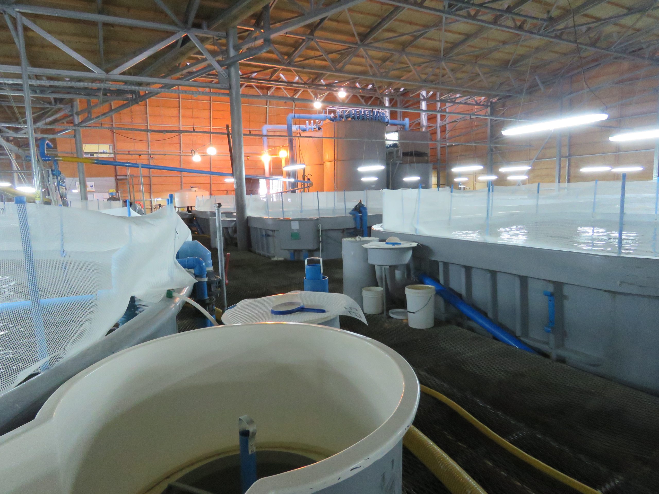 Avances del sector salmonicultor en Acuerdo de Producción Limpia para disminuir brechas productivas y cuidar el medio ambiente