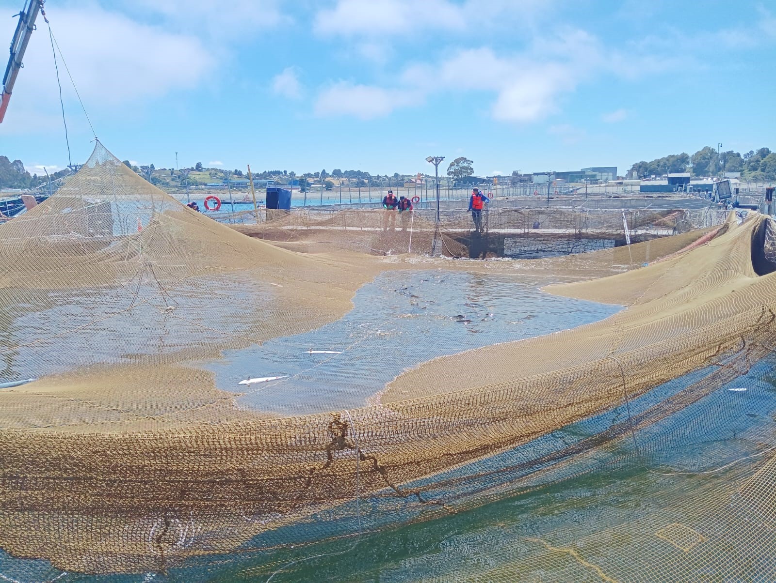 Fiscalizan escape de salmones en Calbuco