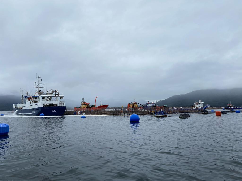 Avanza el retiro de mortalidad de salmones en Aysén