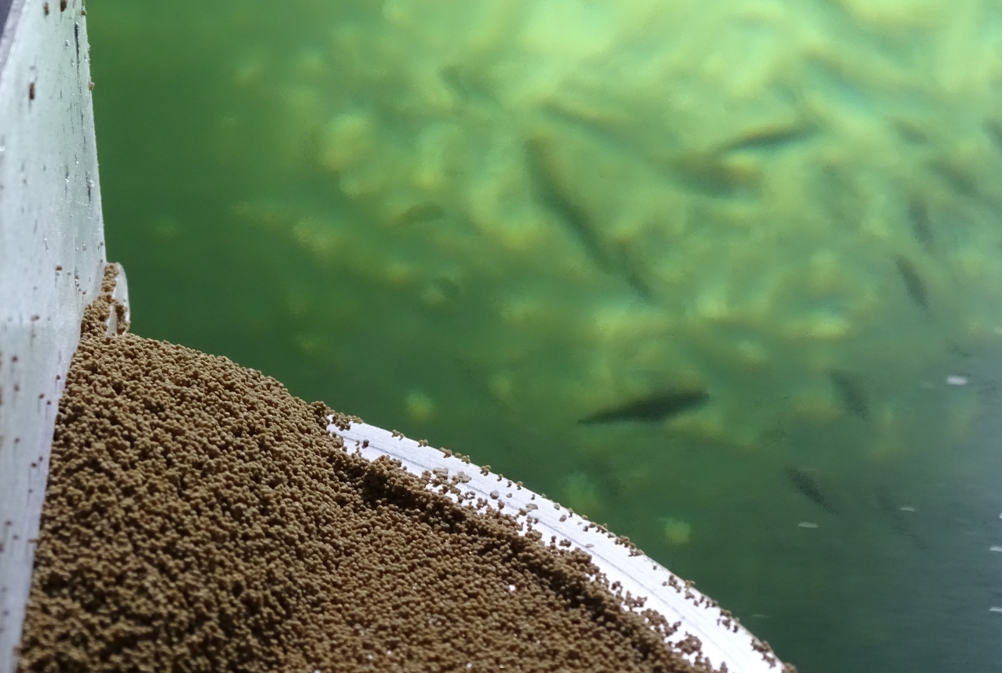 Estudian bioproducto a partir de extracto proteico para dietas de Salmo salar