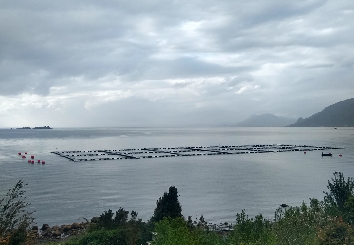 Floración algal en Hornopirén se debería a condiciones climáticas