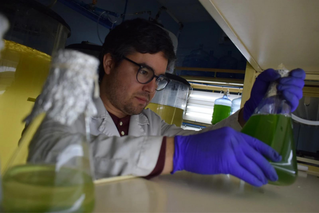 Investigadores chilenos estudian la producción sostenible de astaxantina