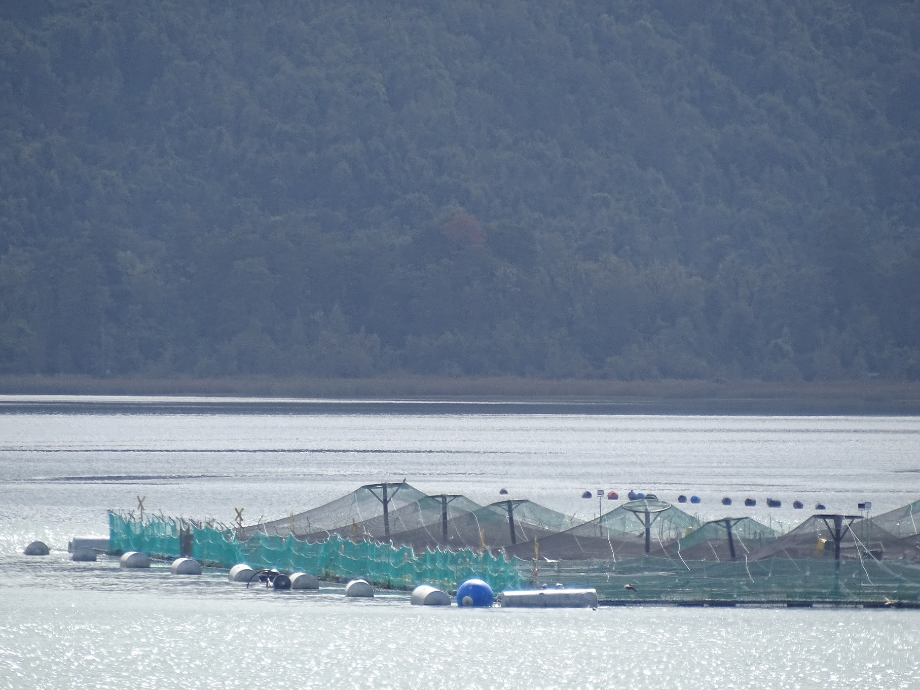 SMA realiza segunda notificación masiva del año a centros de cultivo de salmónidos