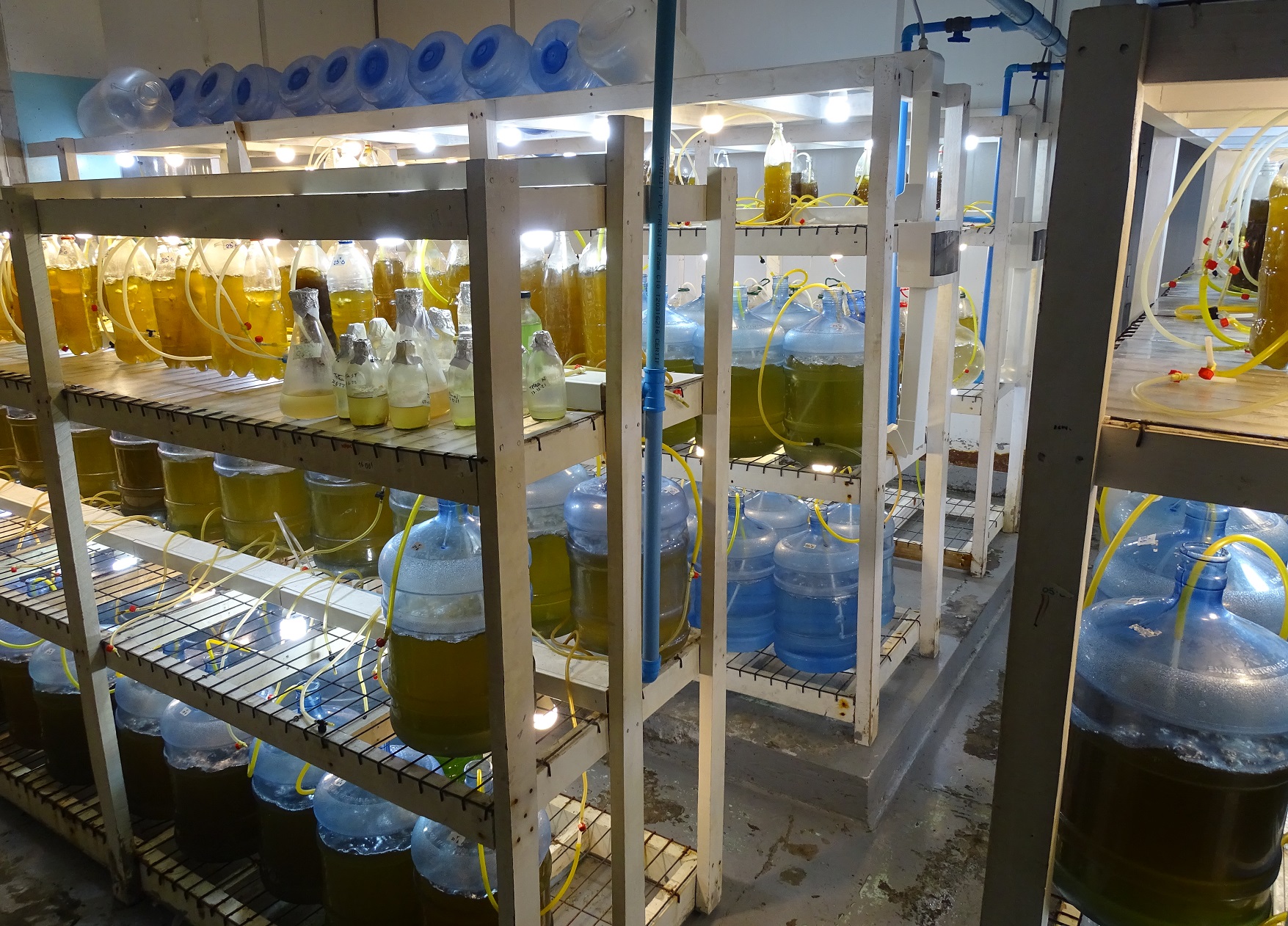 El hatchery que abastece de semillas de ostra y ostión a acuicultores del sur de Chile