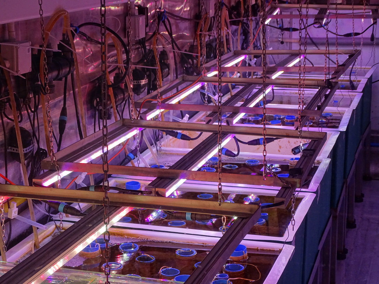 Conoce las instalaciones del programa tecnológico que impulsa el cultivo de huiro en Chile