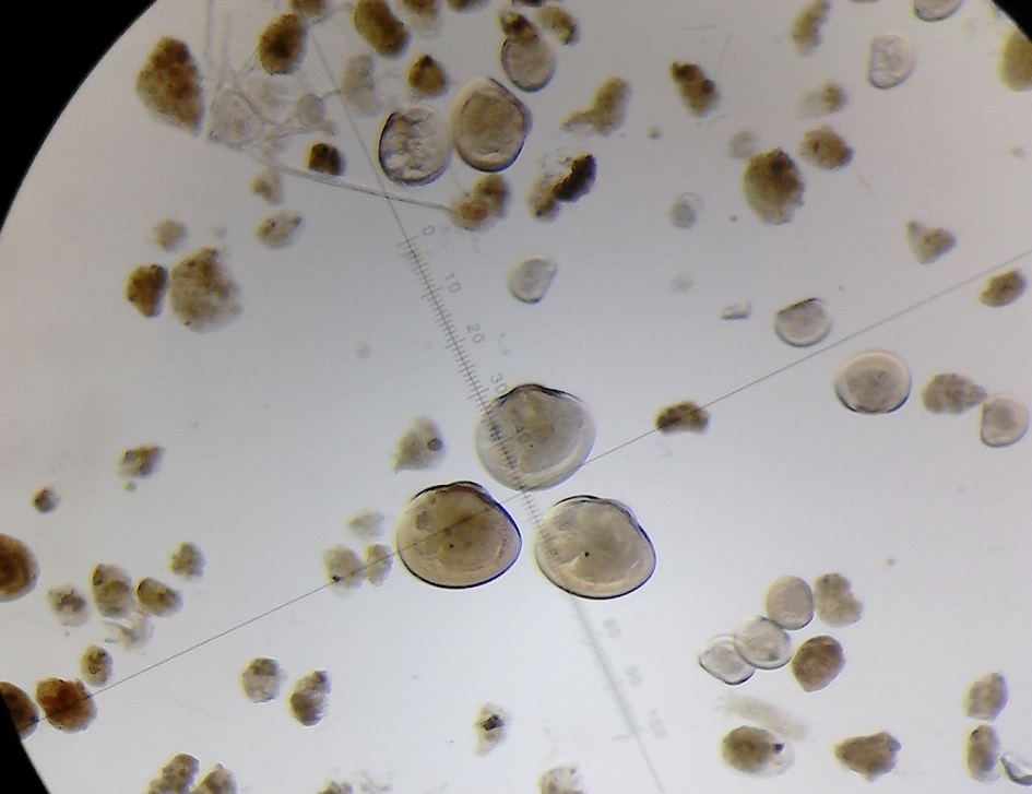 Difunden información sobre monitoreo larval y captación de semillas de mitílidos