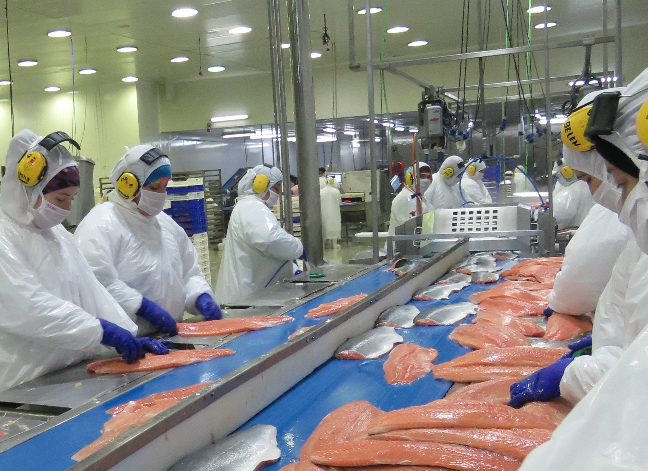 Australia se abre como mercado para el salmón chileno tras importante anuncio
