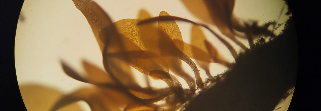 Revelan diferencias clave en la reproducción y desarrollo del alga Macrocystis