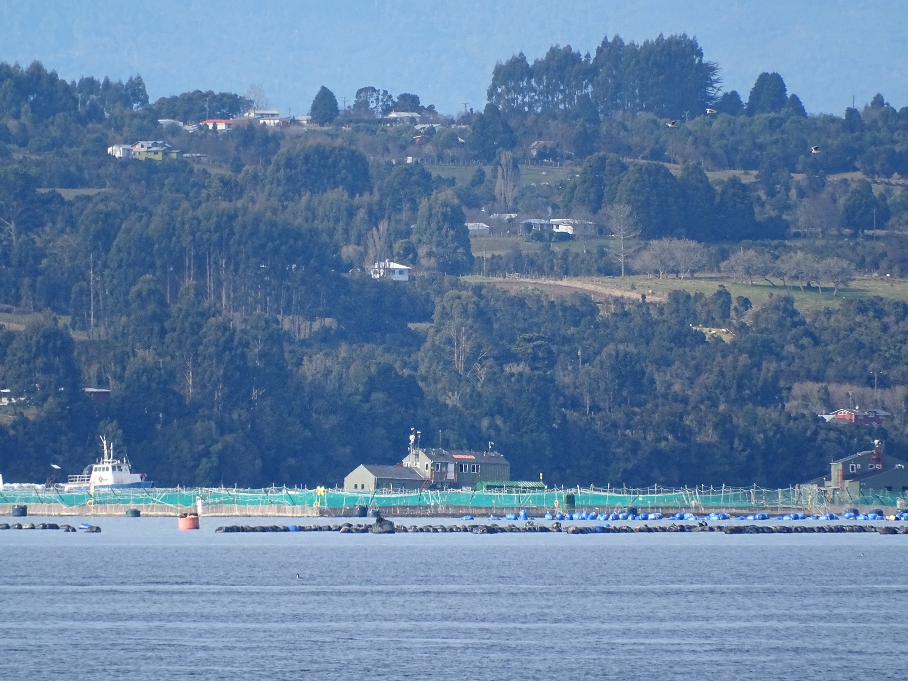 En Puerto Varas será el próximo Congreso Latinoamericano y del Caribe de Acuicultura LACQUA25&nbsp;