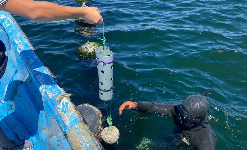 Sensores oceanográficos permitirán estudiar el ecosistema marino y fortalecer la acuicultura costera