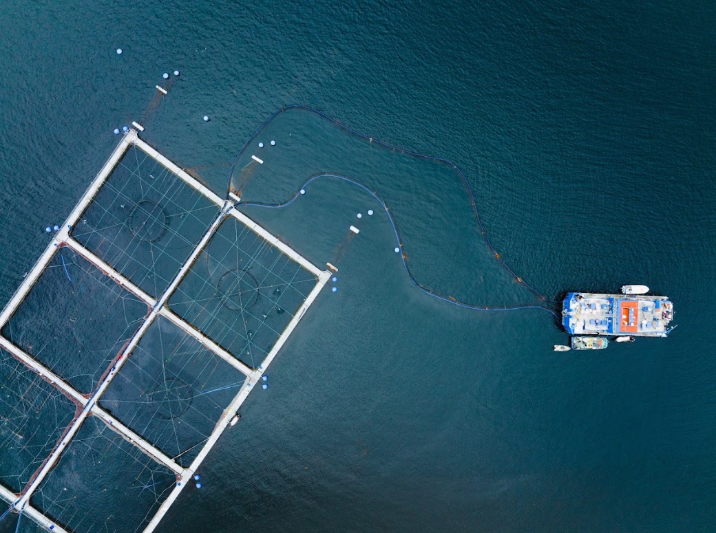 Exgerente de Intesal asume la gerencia técnica del segmento Salmones de Blumar