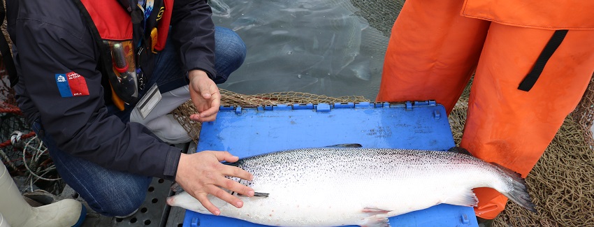 Principal evento científico mundial sobre piojo de mar se realizará en Puerto Varas