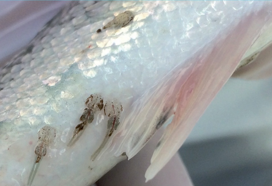 Buscan mejorar efectividad de tratamientos antiparasitarios en salmónidos a través de nanoformulaciones