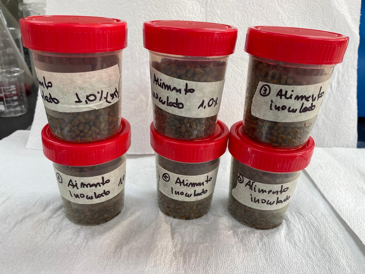 Proyecto avanza con prometedores resultados en alimentación para peces marinos