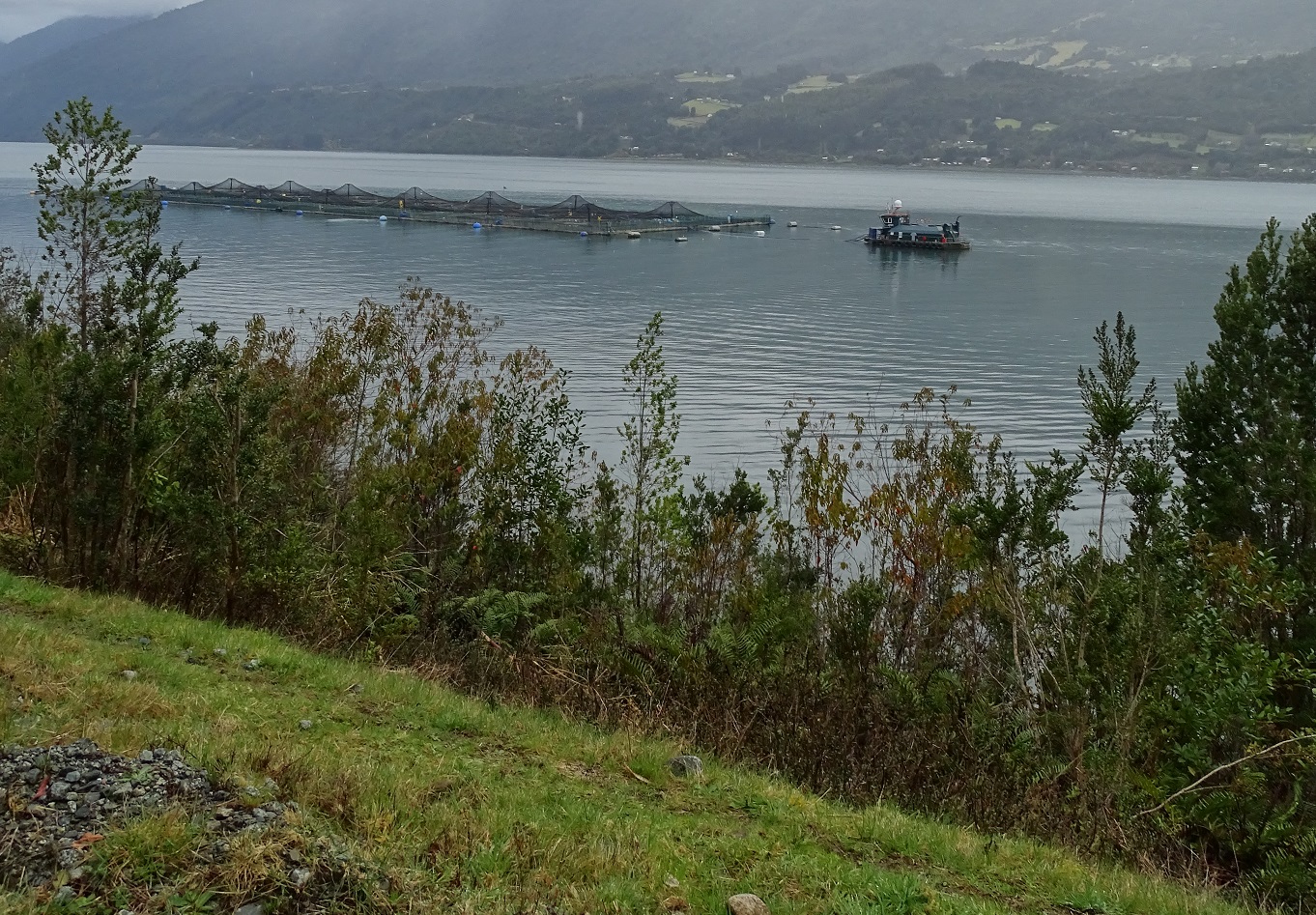 Diplomado entrega herramientas para enfrentar el impacto climático en la pesca y acuicultura
