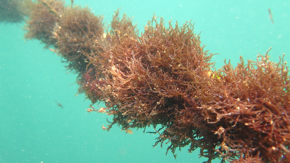 FAO y UACh publican documentos clave para el cultivo sostenible de macroalgas&nbsp;en América Latina