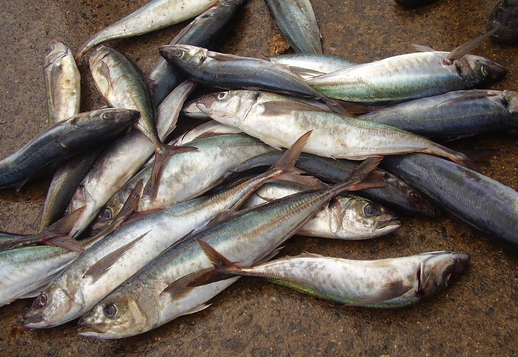 Proyecto propone el uso de escamas de pescado como solución sostenible para descontaminar aguas
