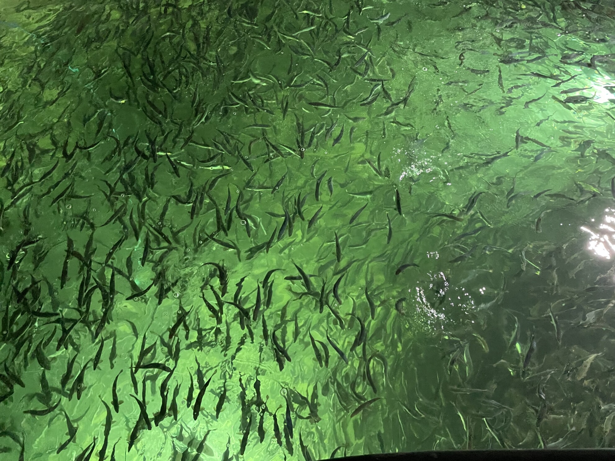 Tecnología de última generación ayuda a detectar bacterias en sistemas RAS para el cultivo de salmón