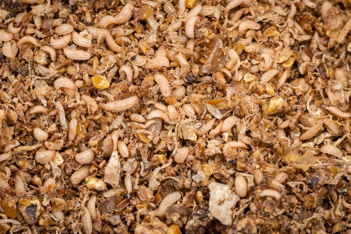 Proteína de insectos en dieta de salmónidos impulsaría la circularidad y carbono neutralidad de la industria