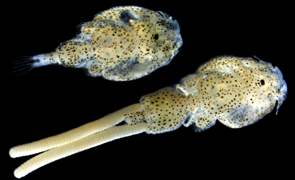 Sea Lice Conference 2025 reunirá a expertos en bienestar animal, inmunología e IA