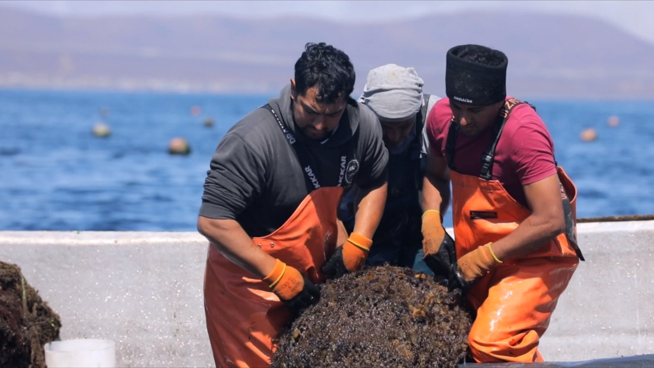 Nuevo proyecto busca impulsar soluciones tecnológicas en la Acuicultura de Pequeña Escala