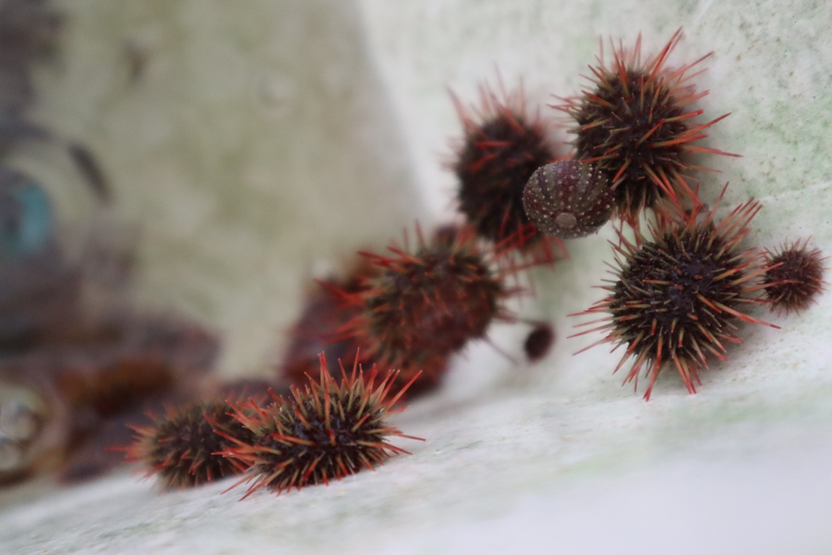 Apuestan por el erizo rojo como aliado natural para el cultivo de ostión en Coquimbo