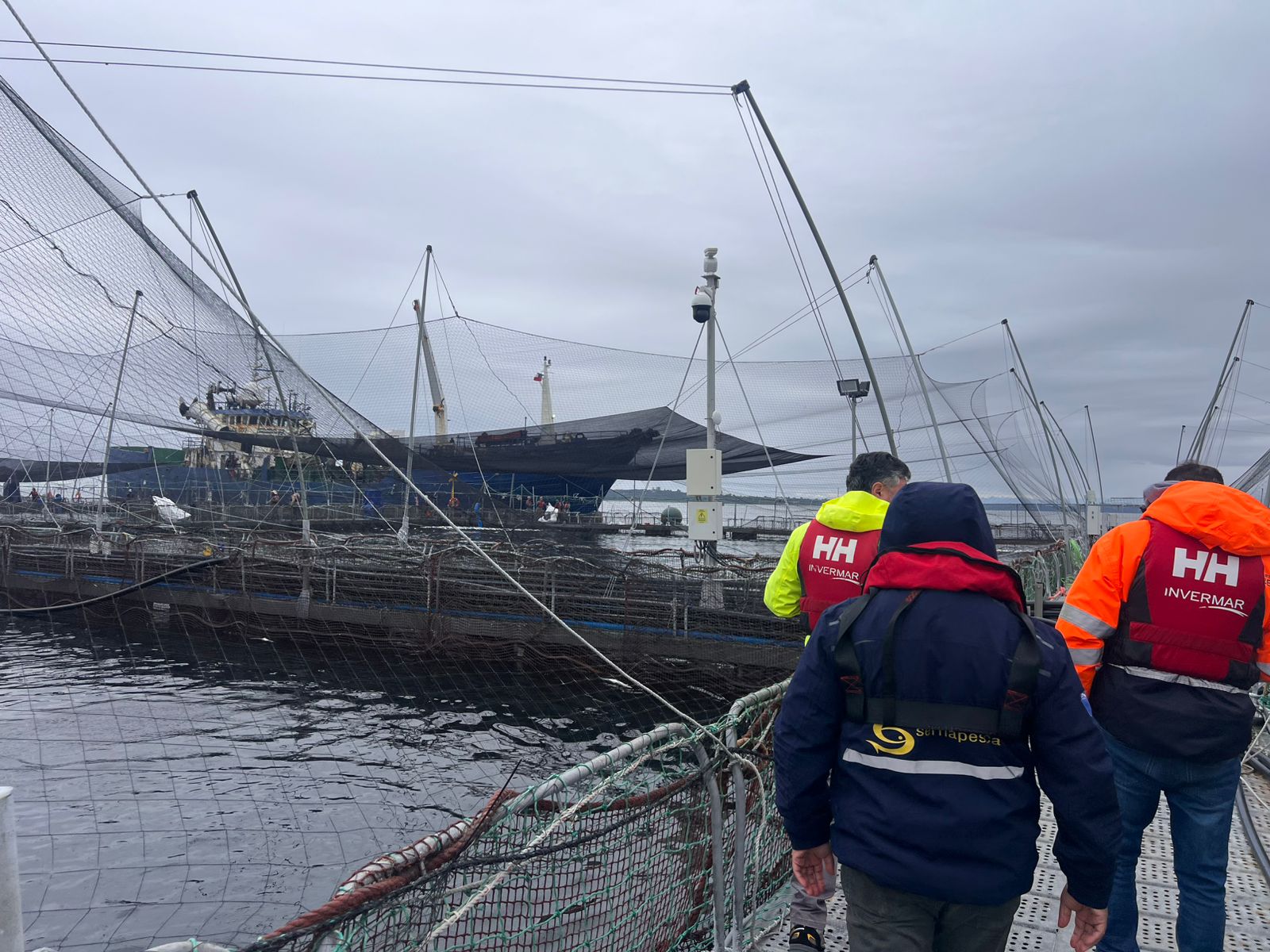 Autoridad monitorea evento de mortalidad de salmones por bajas de oxígeno en Chiloé