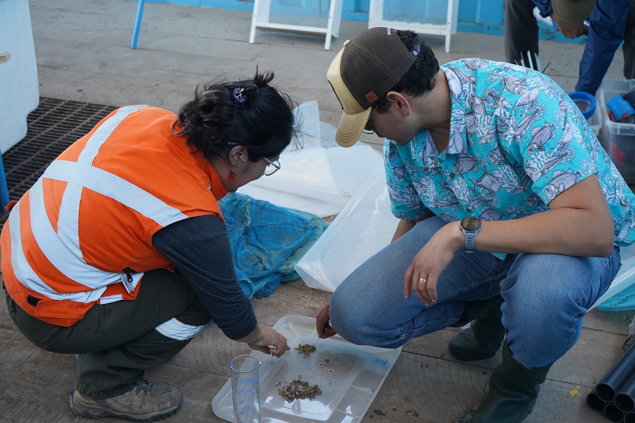 Proyecto de la UCN fortalece la acuicultura local en caletas pesqueras de la región de Antofagasta