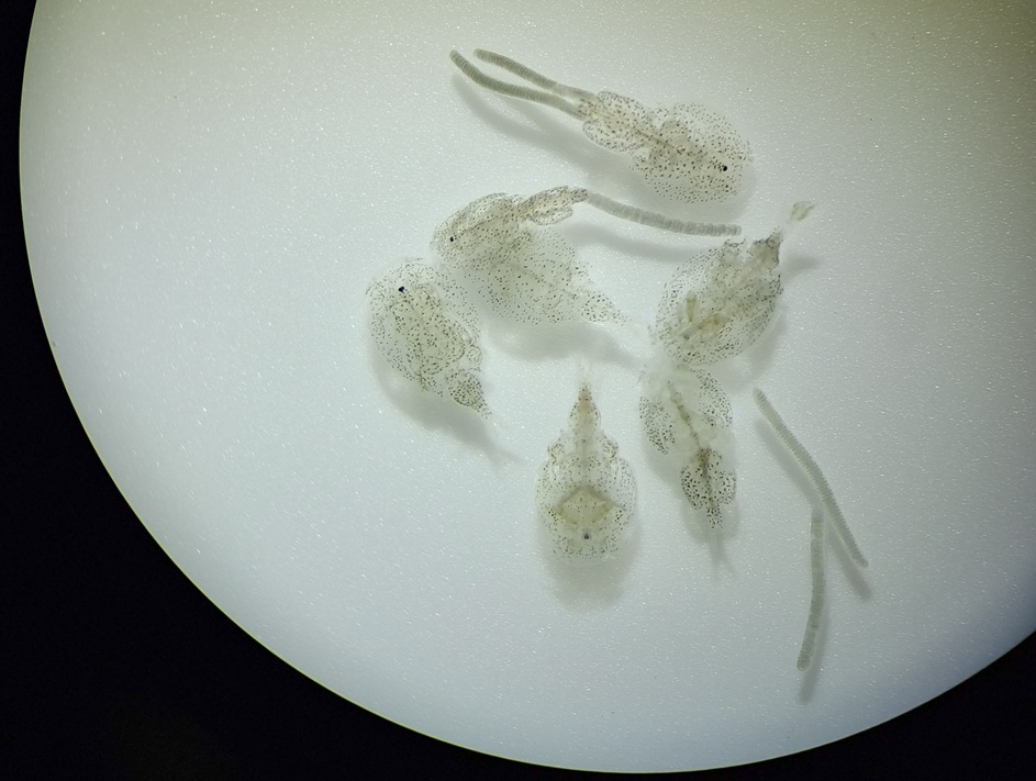 Seminario dará a conocer cómo optimizar la eficacia de tratamientos antiparasitarios en la salmonicultura
