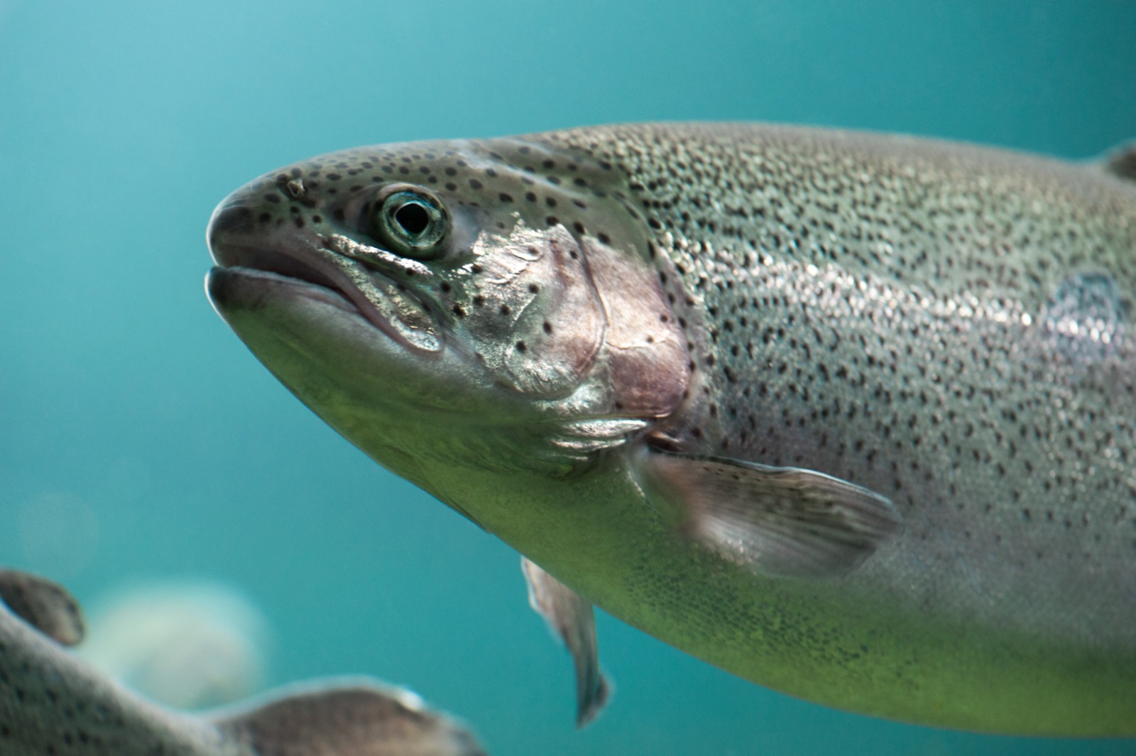 Informe destaca los aportes económicos de la industria del salmón