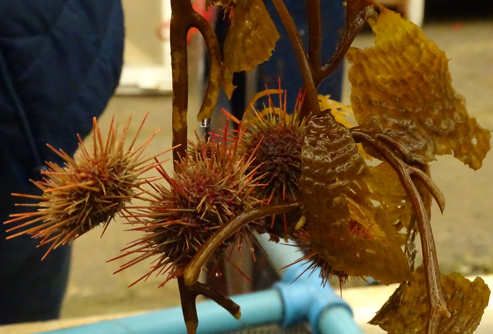 Pescadores de Los Lagos y Aysén extraen erizo para consumo humano durante el verano