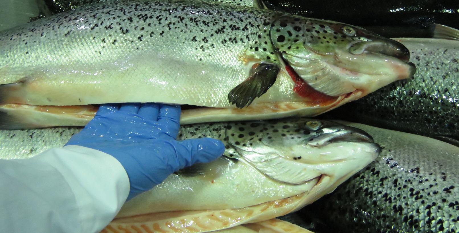 Subproductos de pescado como alternativa sostenible para la producir aceites y concentrados de omega-3
