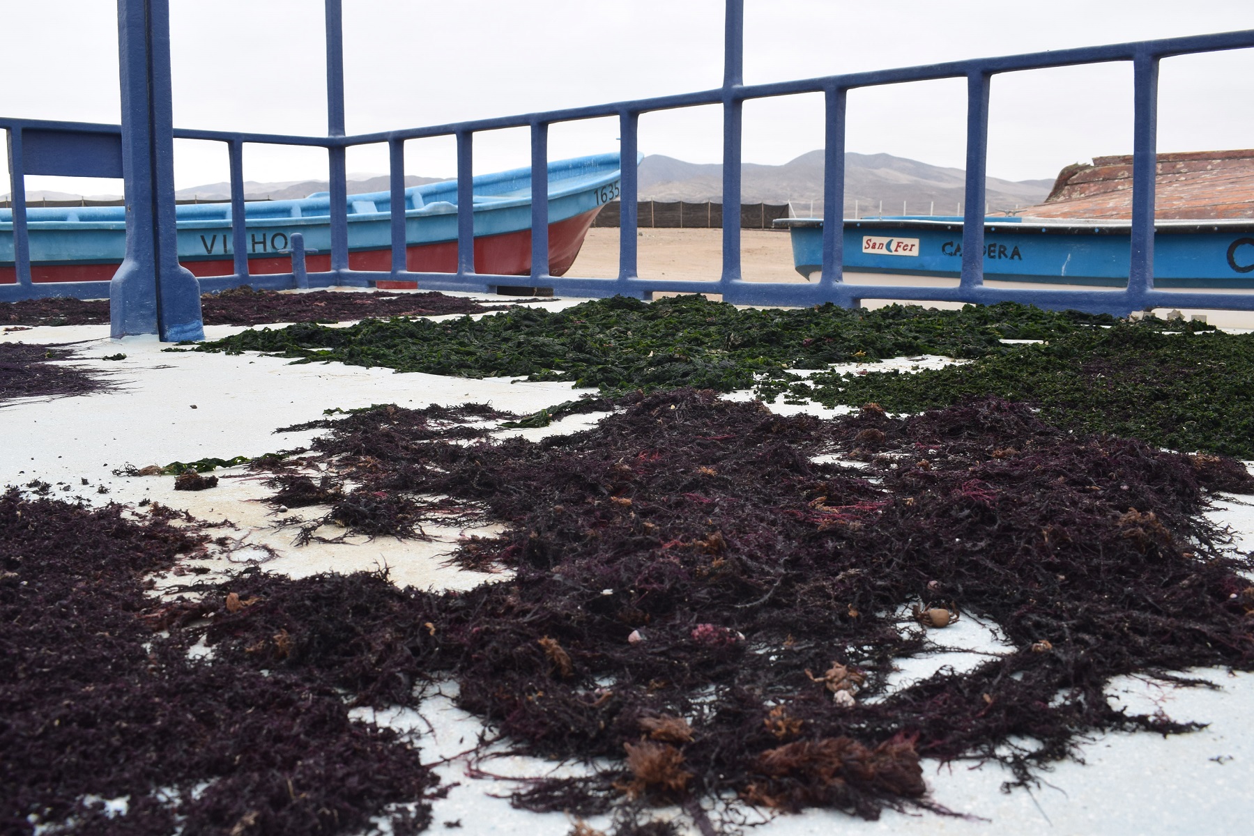 “Algas Atacama” consolida alianzas en la región y busca activar recursos locales