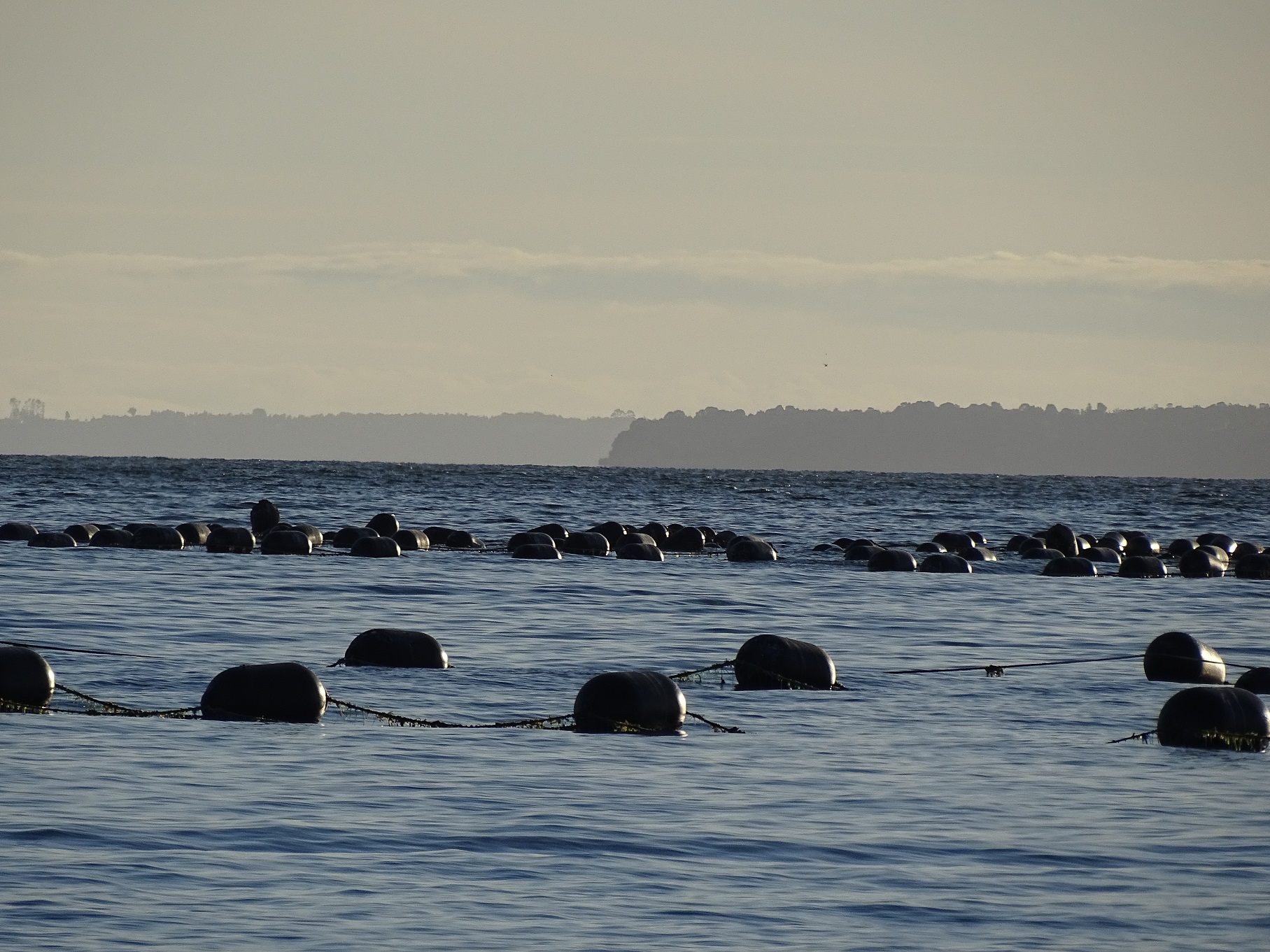 Industria mitilicultora y academia fortalecen alianza para avanzar hacia un modelo regenerativo basado en la naturaleza