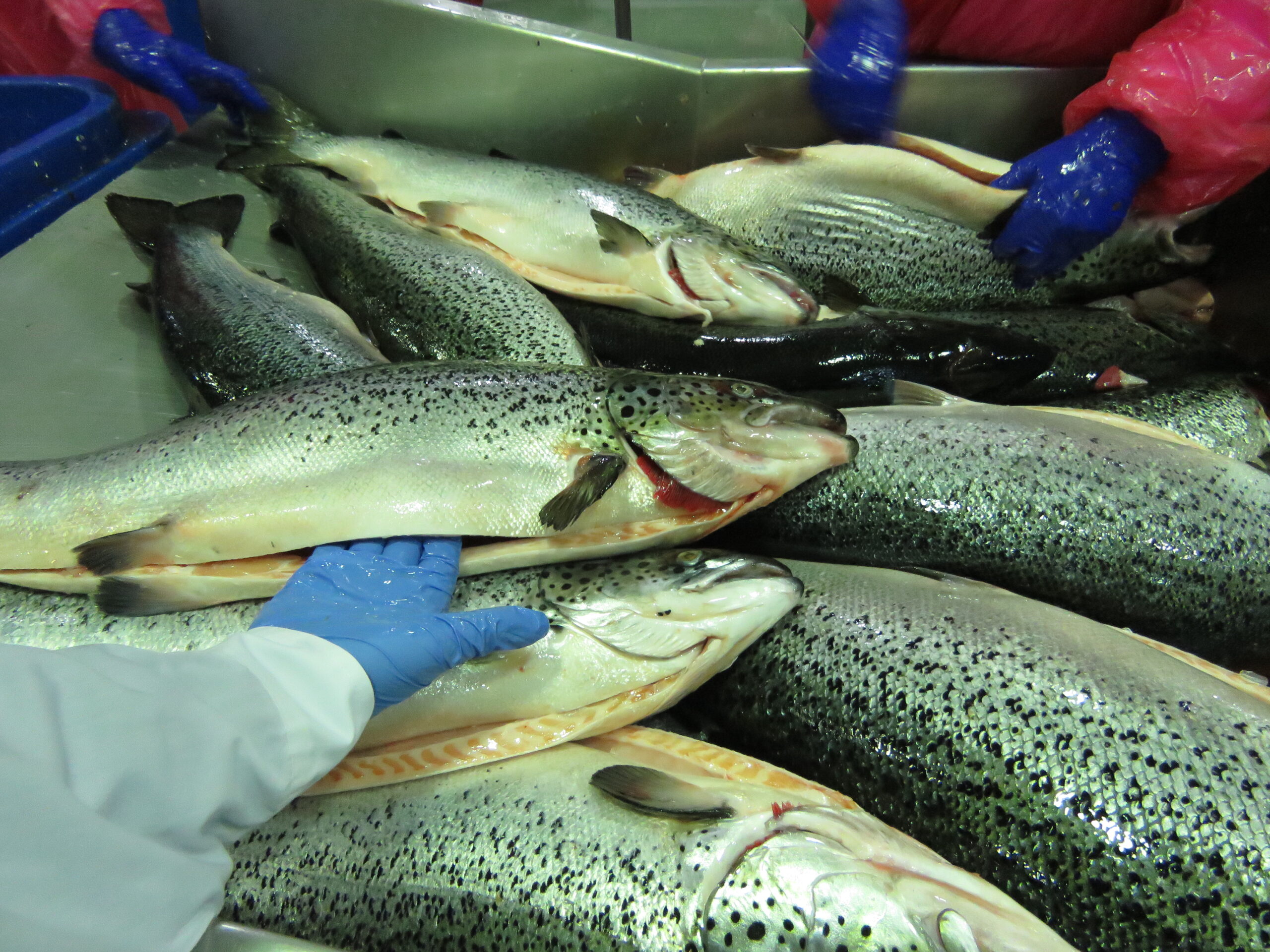 [+VIDEO] ¿Cuáles son las mayores exportadoras de salmónidos chilenos?