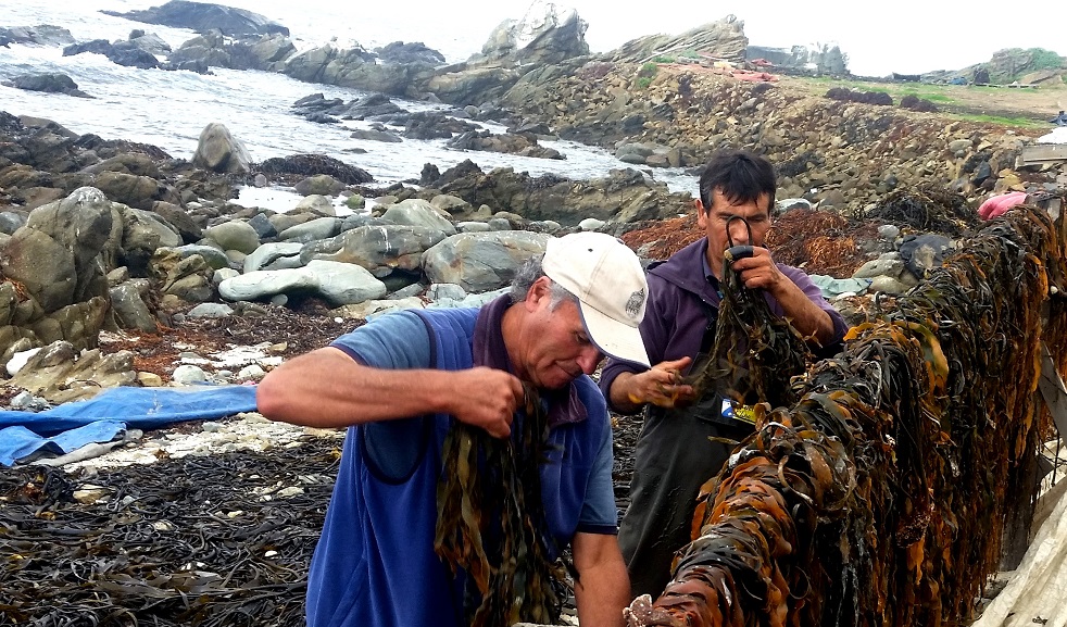 Sernapesca cumple 46 años afrontando los desafíos acuícolas y pesqueros del país