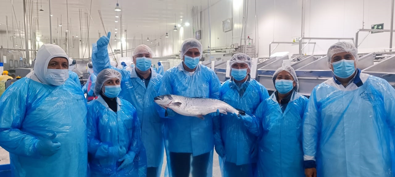 Gobernador Regional de Los Lagos realizó recorrido por plantas salmoneras