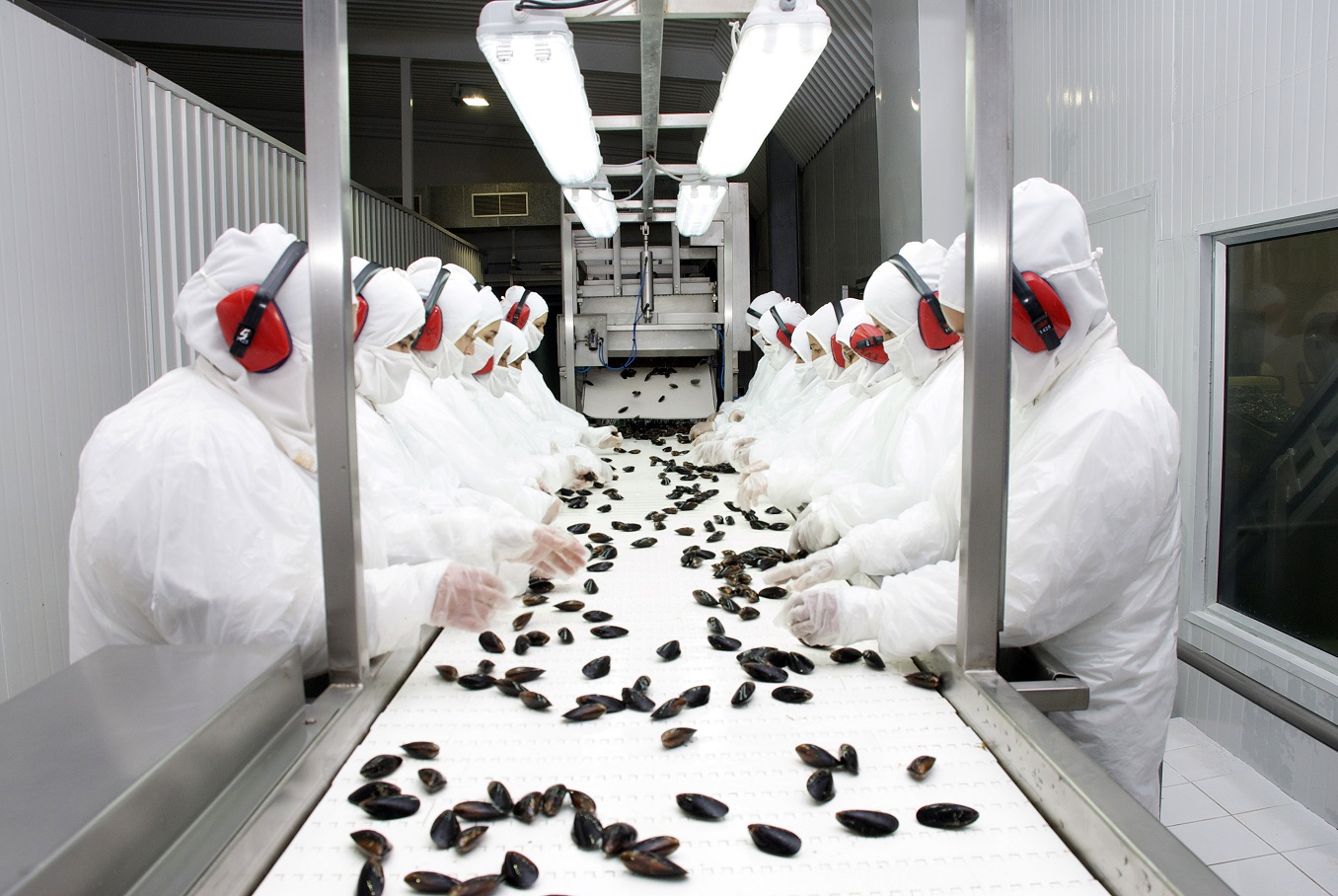 Buscan fortalecer la mitilicultura mediante la actualización de perfiles laborales