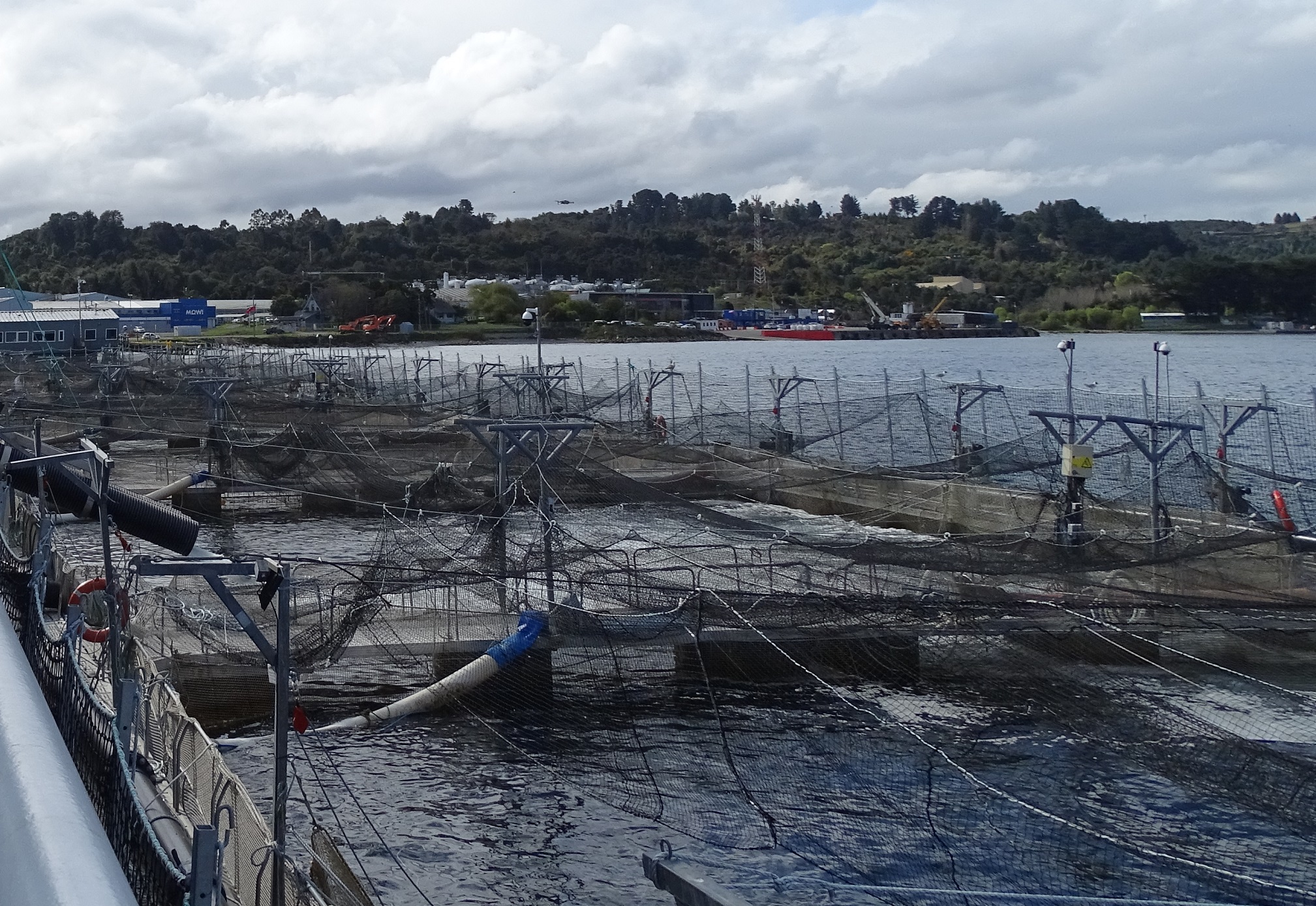 Los alcances del innovador bioadsorbente creado en Chile que remueve antibióticos del agua