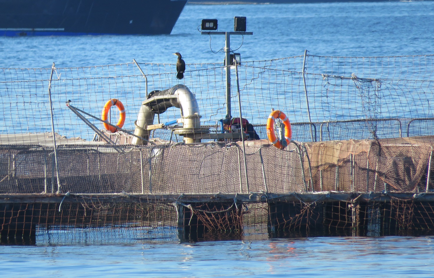 Sernapesca presenta informes anuales de estado sanitario y uso de fármacos en la acuicultura