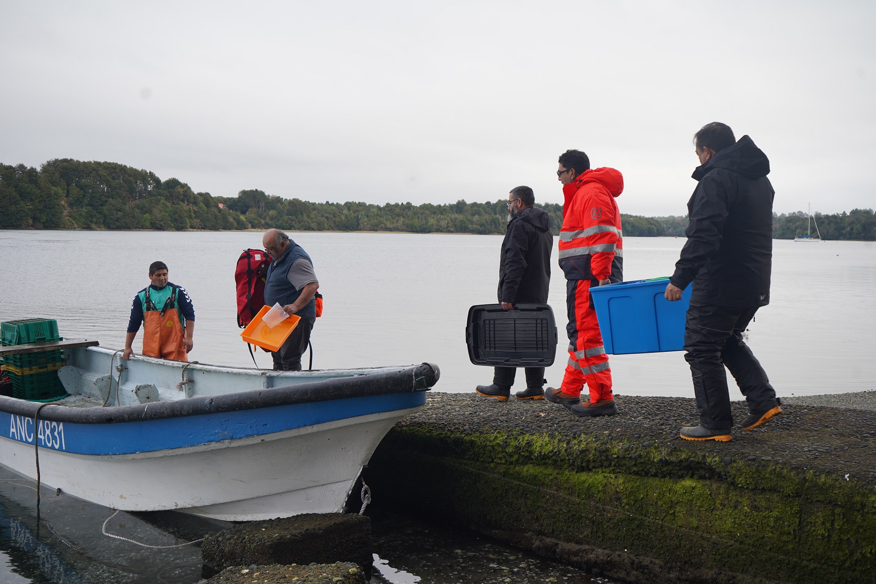 Inician programa de monitoreo ambiental en zonas de cultivo de ostras en la región de Los Lagos