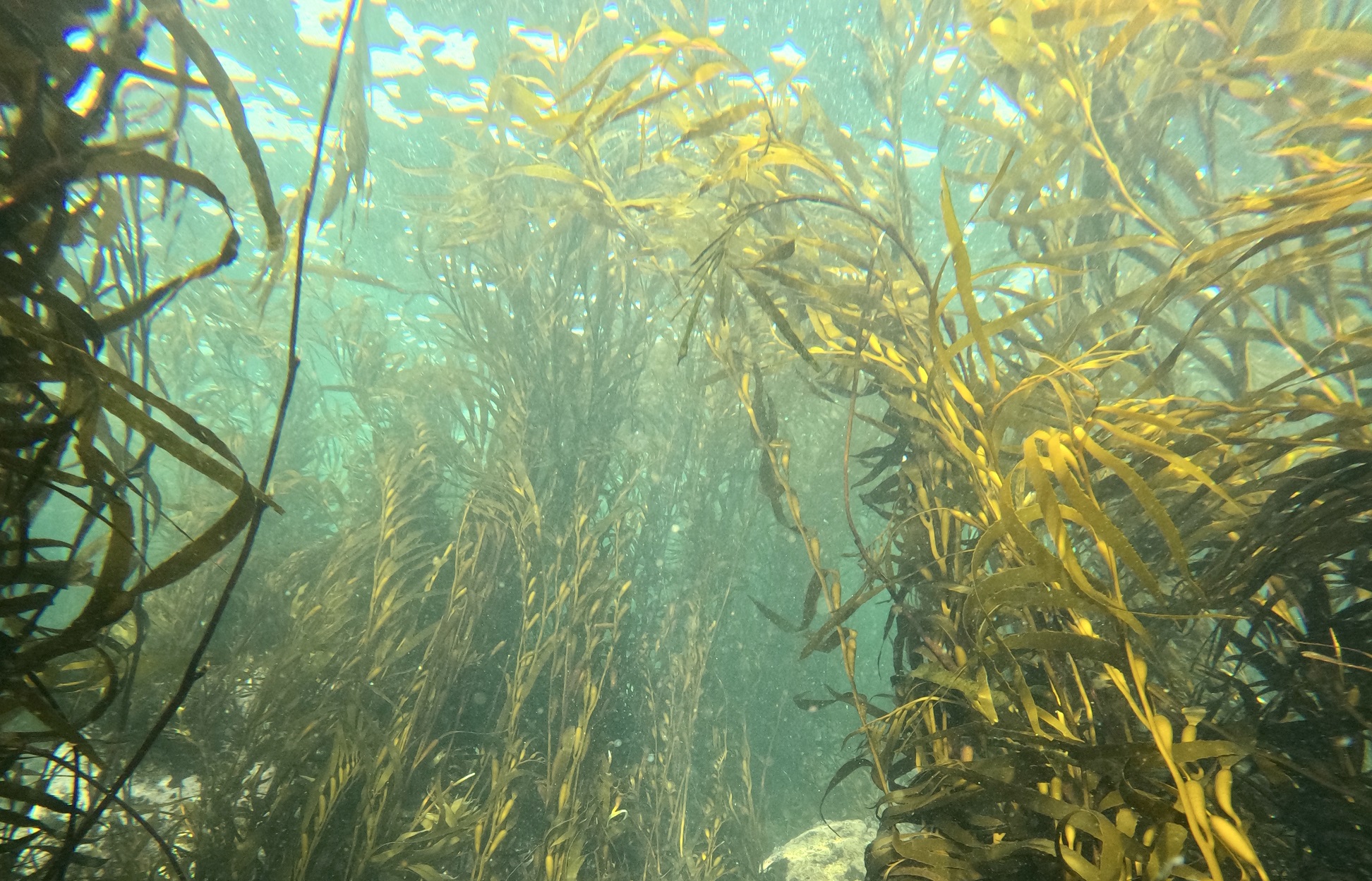 Puerto Montt vivirá la primera versión de “CerveCiencia: Conocimiento, Cerveza y Ciencia”