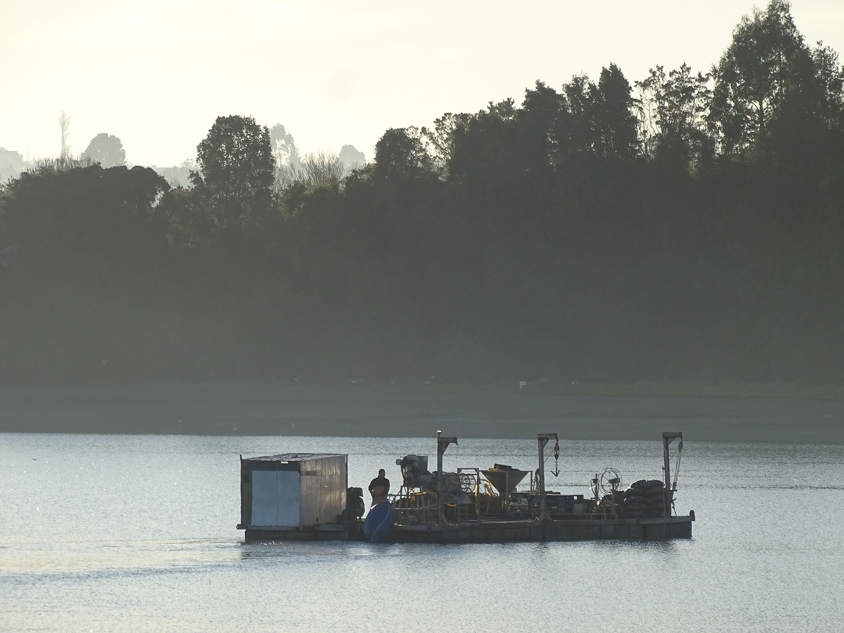 Investigación analiza los factores que hicieron posible el despegue de la mitilicultura chilena