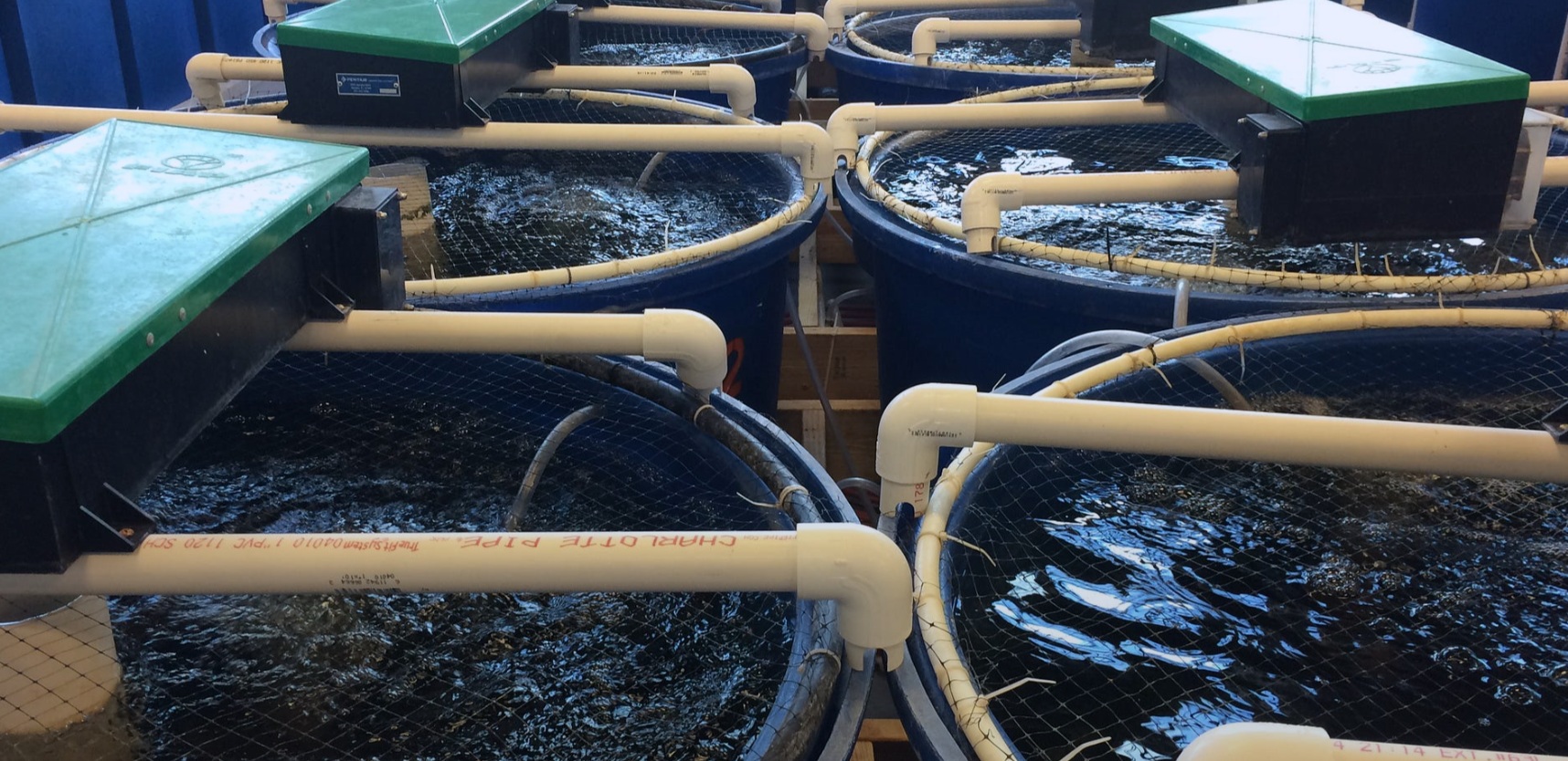 Lamentan fallecimiento de investigador alemán que apoyó el desarrollo de la botánica marina en la UACh