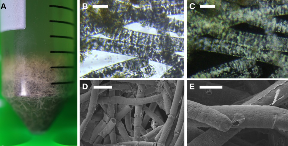 Investigación chilena propone nuevo enfoque para evaluación ambiental en salmonicultura
